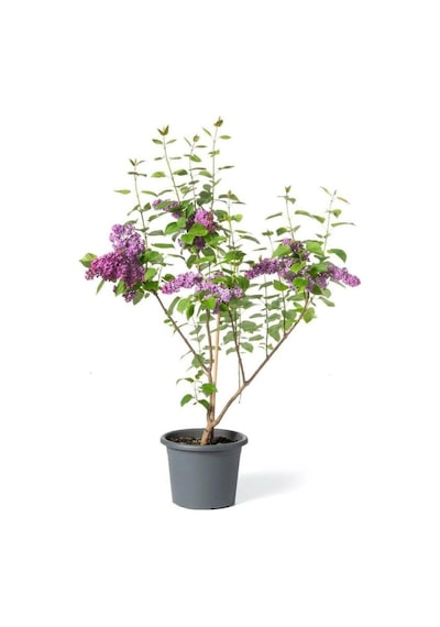 Leylak Çiçeği Fidanı 1 Adet Saksılı / Tüplü 40-60 Cm