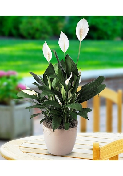 Barış Çiçeği Spathiphyllum 60+ Cm -  Salon Ofis Bitkisi 2733