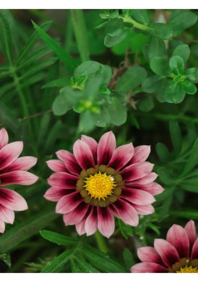 10 Adet Pembe Gazanya Çiçeği Fidanı 25-45 Cm Saksılı Çiçekli Bodur Bitkiler Gazania
