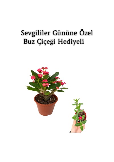 Kırmızı Çiçekli Kaktüs Milli Dikenler Tacı Sevgililer Gününe Özel Buz Çiçeği Hediyeli