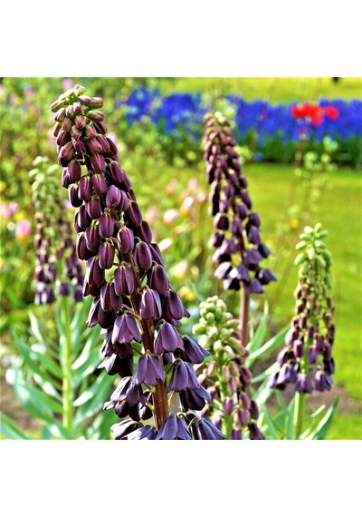 Mor Renkli Fritillaria Persica Ters Lale Soğanı 2 Adet
