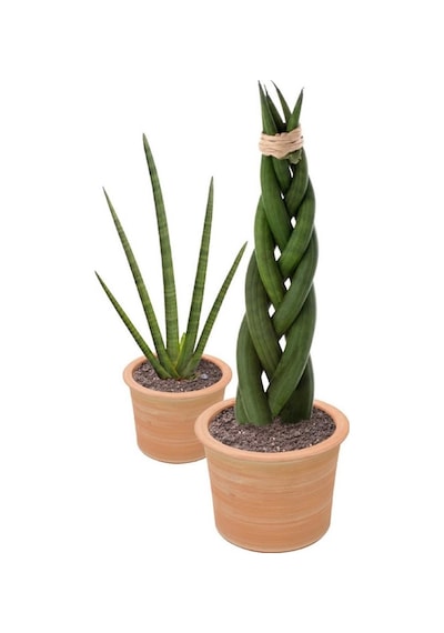 Örgülü Paşa Kılıcı Sansevieria Cylindrica