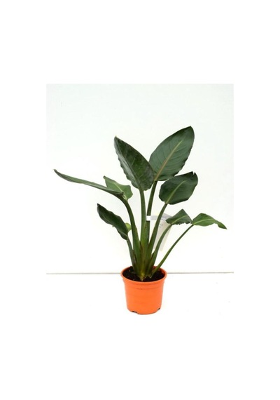 Orta Boy Starliçe Üretim Saksılı Strelitzia 50-70cm Salon Çiçeği