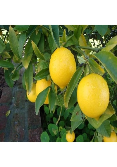 Mutlu Paket Tüplü Aşılı Evde Yetişebilen Mayer Limon Fidanı Sku: Smgstk61965bf720