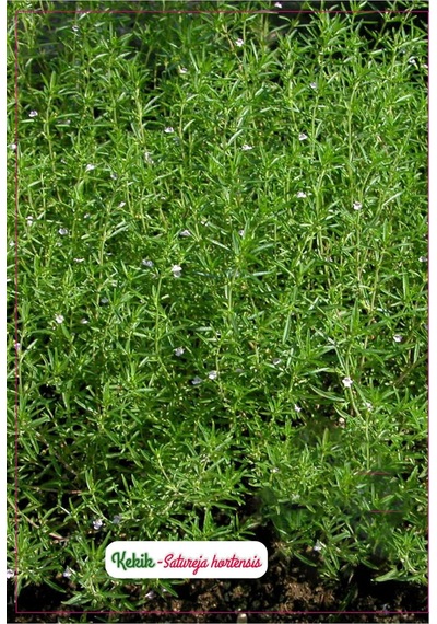 Agrodal Tarım Kekik Çiçeği Tohumu Sku: Smgstkca69974a5a Açık Gri