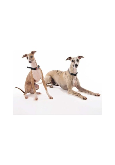 M-pets Kombi 2in1 Köpek Eğitim Tasması Siyah M