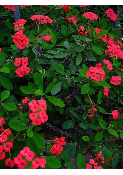 Videolu Kırmızı Milli Dikenler Tacı 1 Adet Saksılı 15-30cm Salon Bitkisi Kaktüs Euphorbia