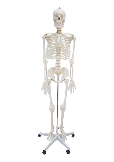 Erkentmed William İnsan İskelet Maketi 180 CM