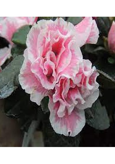 Açelya Çiçeği Ebruli 30-50 Cm
