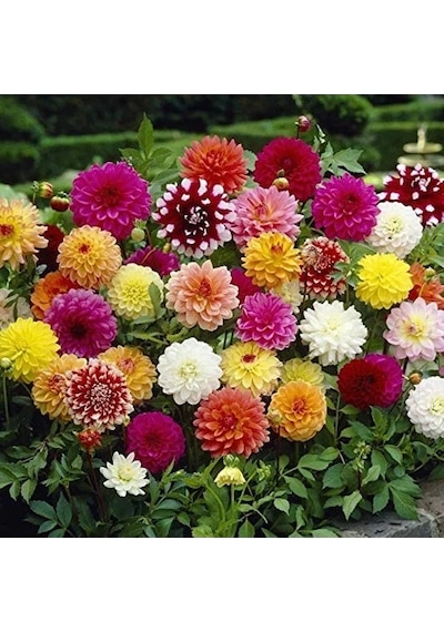Karışık Renkli Bodur Dahlia Tohumu, 80 Tohumlu Paket