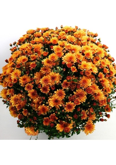 Özel Çeşit Özel Çeşit Bransound Dark Orange Krizantem Kasımpatı Çiçeği Fidesi 1 Adet