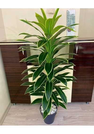 Rüzgar Yapay Çiçekçilik 170 Cm Boyunda Dracaena Ağacı Yeşil