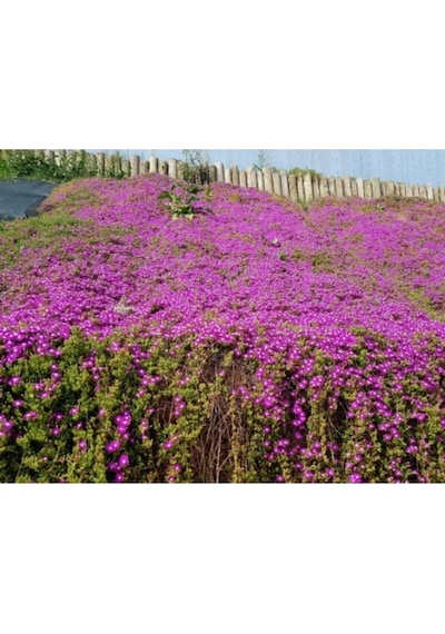 10 Adet Acem Halısı Çiçeği Fidanı 5-15 Cm Tüplü Çiçekli Bodur Drosanthemum Floribundum