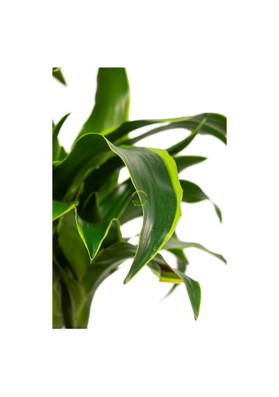 Dracaena Fragrans Dorado Bitkisi L Boy