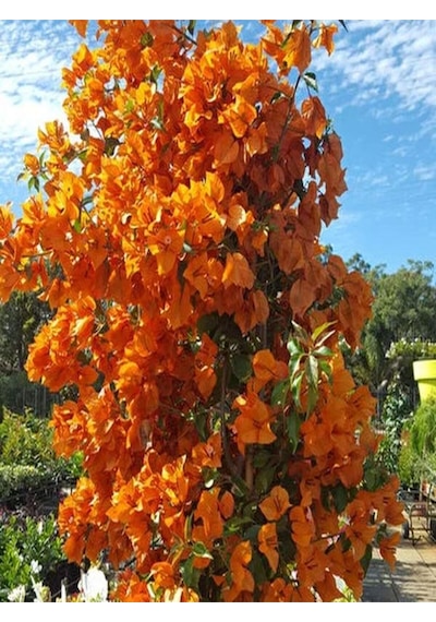 Videolu Mis Kokulu 1adet Turuncu Begonvil Çiçeği Fidanı Saksılı 60-120cm Bougainvillea