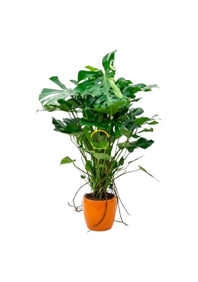 Dolgun Formlu Deve Tabanı Çiçeği 130-150 Cm Yosun Sopalı Monstera Deliciosa