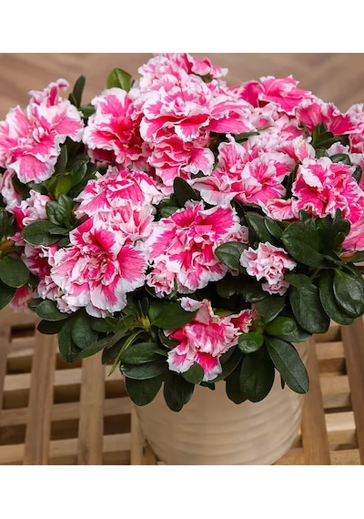 Açelya Çiçeği Ebruli 30-50 Cm