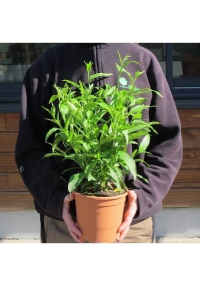 Melisa Çiçeği Cestrum Nocturnum 10 Adet