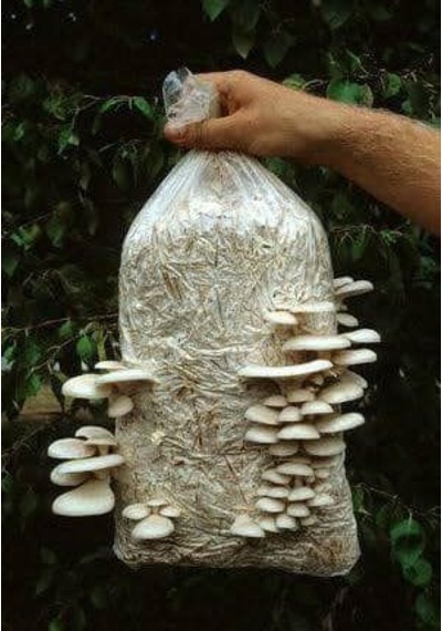 1 Adet 6 L 3 KG İstiridye Mantarı Kompostu N115519