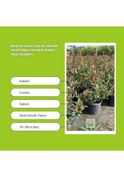 Bodur Alev Çalısı Fidanı Photinia Fraseri Nana Red Robin