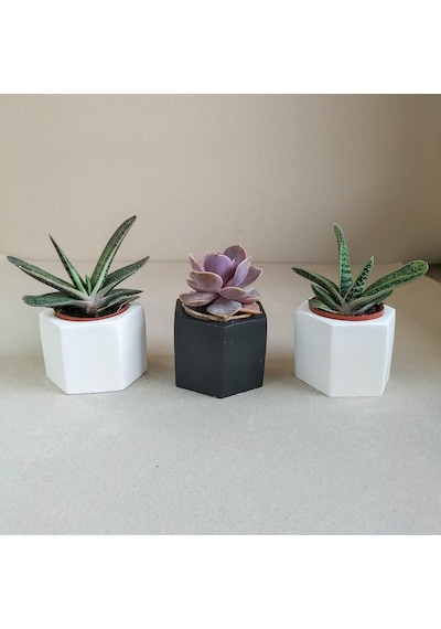 Echeveria & Gasteria 3'lü Sukulent Seti | Siyah & Beyaz Seri