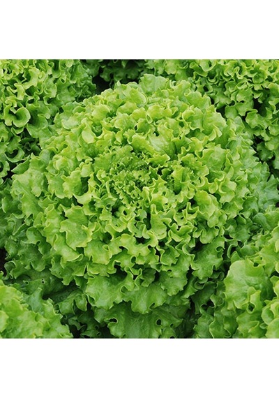 Doğal Şemikler Marul Tohumu 1 Gram 1 Paket