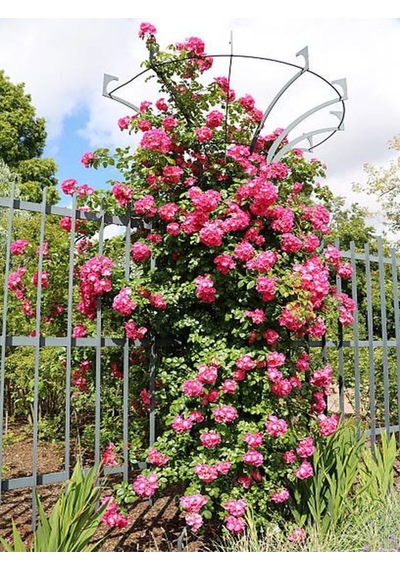Videolu Sarmaşık Gül Pembe Renkli Kokulu 60 80 Cm 3 Adet Aşılı Gül Pink Rose