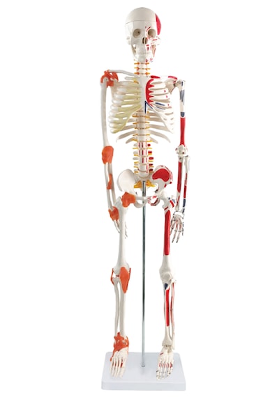 İnsan İskeleti Modeli, Kasları Ve Ligamentleri Gösteren, 85 Cm - İskelet Maketi 01