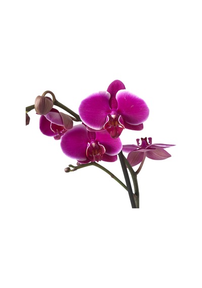 Phalaenopsis Pretoria (Fuşya Orkide) 12 CM 70-80 CM