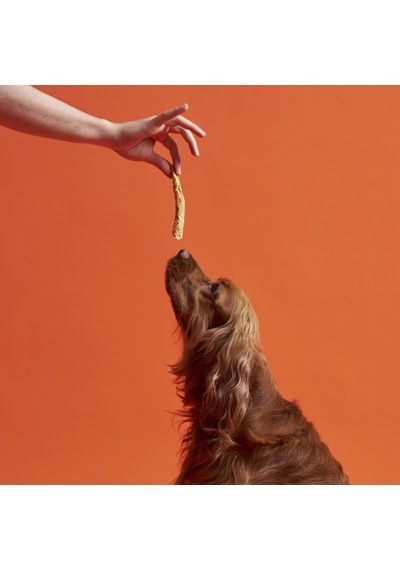Kito Dana Kamış Yetişkin Köpek Ödül Maması 100 G
