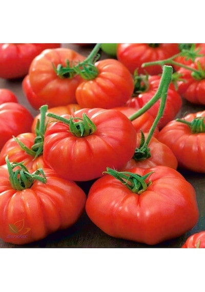 250 Adet Tohum Erkenci Iri Marmande Domates Tohumu Domates Tohumu Organik Saksı Toprak
