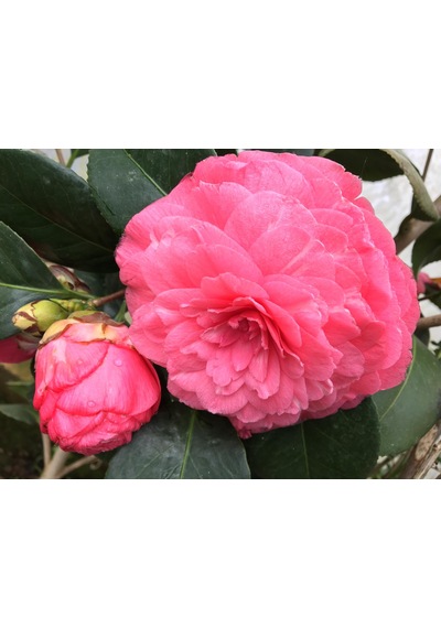 Kamelya Fidanı Pembe 30-45 Cm Tüplü