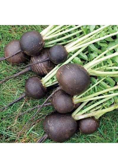 Doğal Black Prince Turp Tohumu 30 Tohum 1 Paket