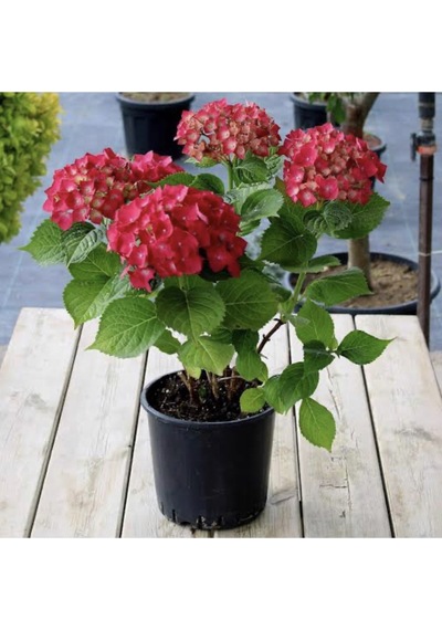 Kırmızı Ortanca Çiçeği Saksılı 30-40 Cm Boy Bol Dallı Diğer