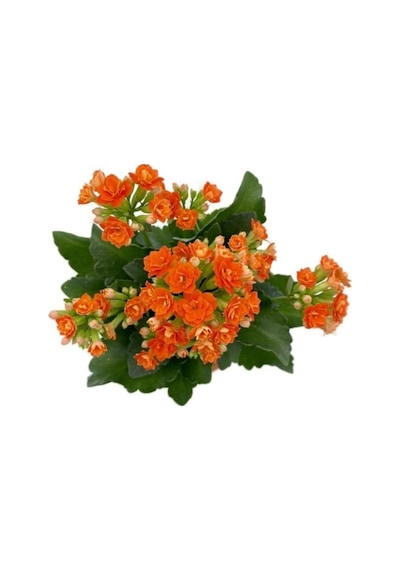 Kalanchoe Fidanı Kalanşo Turuncu 10-20 Cm