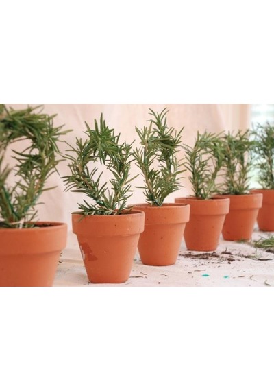 Biberiye Fidanı 20-30 Cm 3 Adet Rosmarinus Officinalis