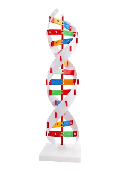 Dna Yapısı Modeli Çift Sarmal Eğitim İçin Montajlı
