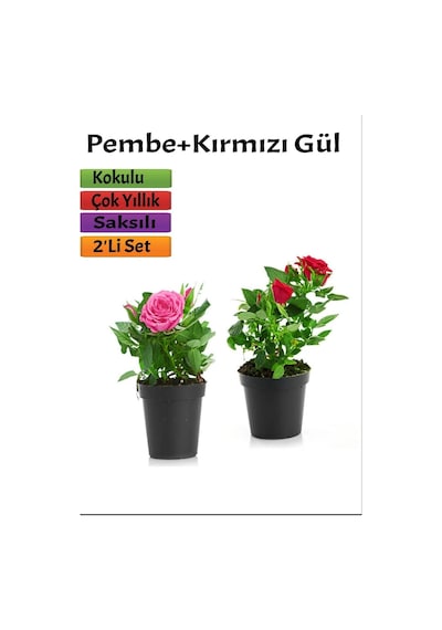 2'li Set Pembe+ Kırmızı Gül Fidanı Saksılı Dış Mekan Bitkileri