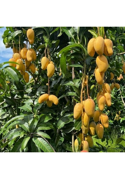 Aşılı Ataulfo Bal Mangosu Fidanı - 2 Yaş - Dünyanın En Tatlı Lifsiz Honey Mangosu - 60-70 Cm Tüplü