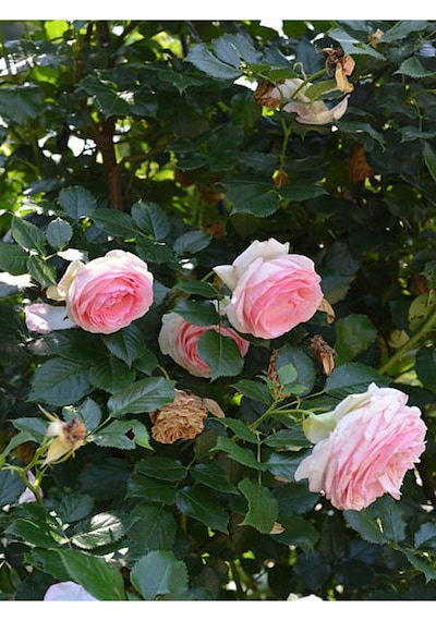 Sarmaşık Ponpon Pembe Renk 100 150 Cm Saksılı Aşılı Gül