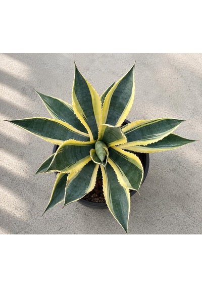 Agave Americana Variegata Alacalı Büyük Boy Sabır Otu Bitkisi Tropikal Dekoratif Bitki, İç Ve Dış Mekan, Sarı-yeşil Yapraklar, Saksıda Hazır, Bahçe Ve Salon