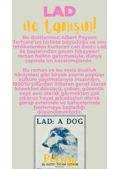 Petjoo 23.Lad Sarı-Pembe Qr'lı Köpek Künyesi