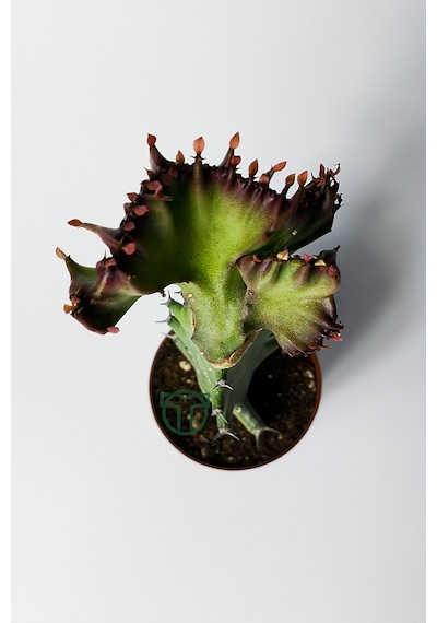 Euphorbia Lactea Cristata Variegata Dark Rim 5.5 Cm Saksıda