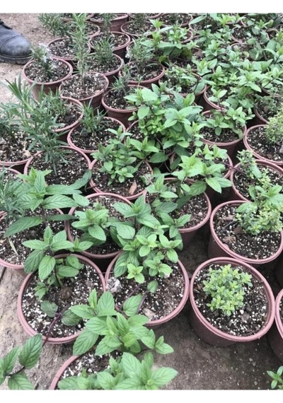 Mentha Nane Fidanı Fidesi 1 Adet 10-20 Cm