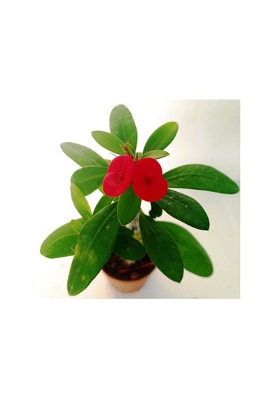 Euphorbia Milii, Dikenler Tacı, Kırmızı Çiçek Açan Sukulent 5,5 Cmm Saksıda