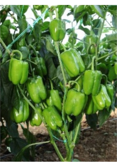 Bursa Tohum Bt Süper Dolma Biber 016