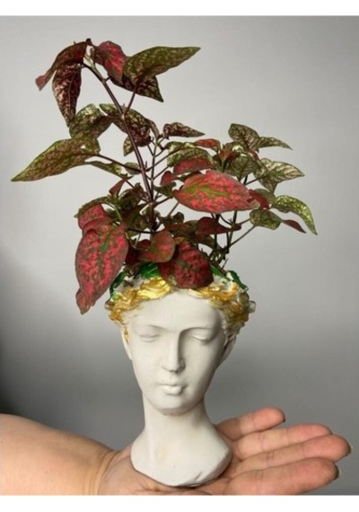 Hypoestes Hostes Çiçeği Kırmızı Benek 10-20 Cm