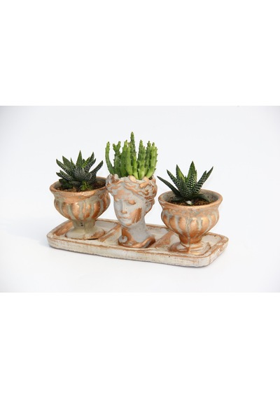 Trio Helen Orange Sukulent Seti - Haworthia Pumila. Huernia
