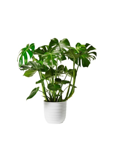 Dolgun Formlu Monstera Deve Tabanı 50-60 Cm Ithal
