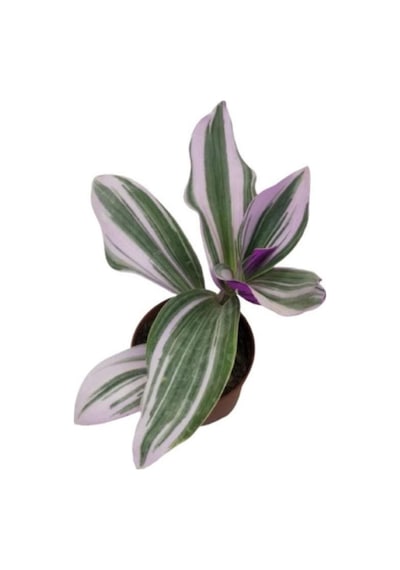 Nanouk Telgraf Çiçeği 10-20 Cm Tradescantia Nanouk